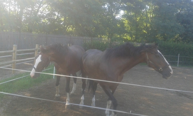  nuestros caballos 